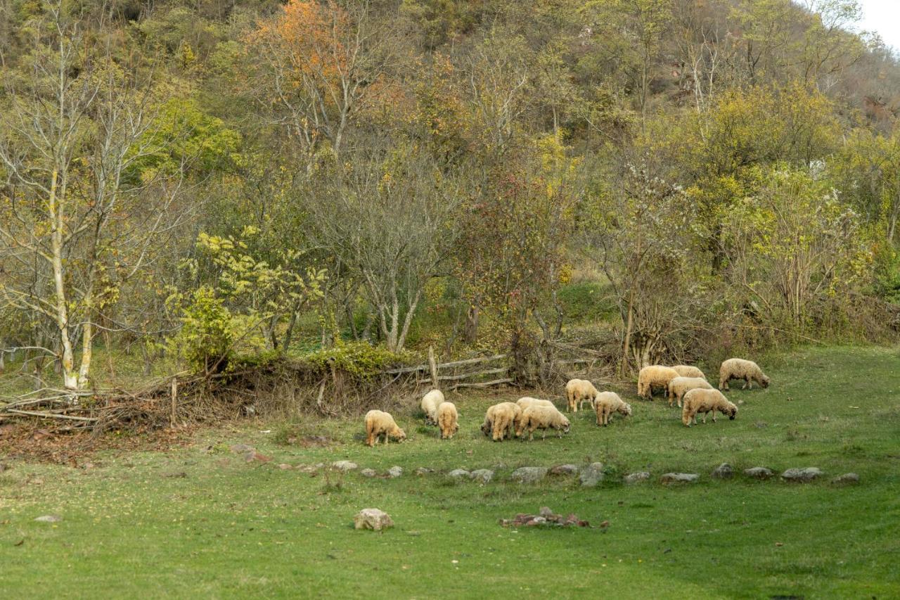 Kuca Stojanovica Topli Do Pirot Kültér fotó